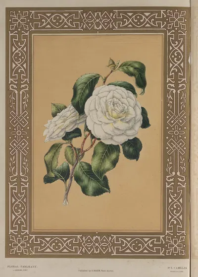 The Camellia by James Andrews, 1847 — digital art print download
