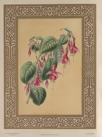 The Fuchsia by James Andrews, 1847 — digital art print download