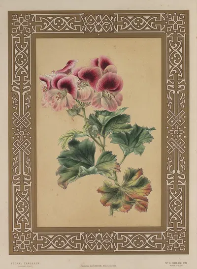 The Geranium by James Andrews, 1847 — digital art print download