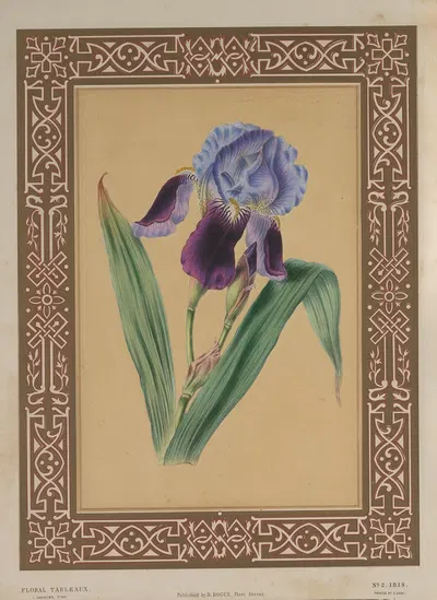 The Iris by James Andrews, 1847 — digital art print download