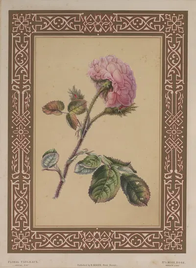 The Moss Rose by James Andrews, 1847 — digital art print download
