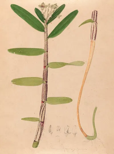 Iconographie des orchidées du Brésil Pl.01 by João Barbosa Rodrigues, 1869-1888 — digital art print download