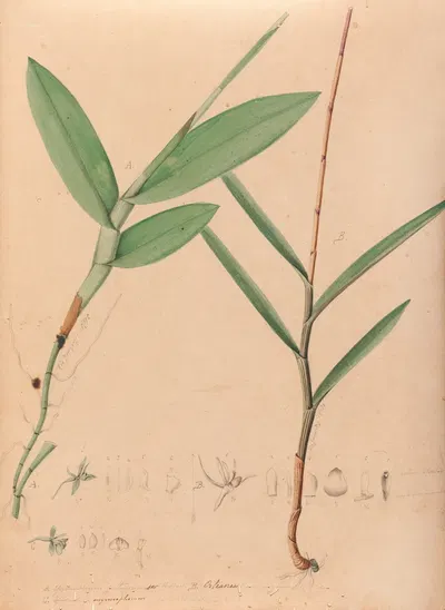 Iconographie des orchidées du Brésil Pl.02 by João Barbosa Rodrigues, 1869-1888 — digital art print download