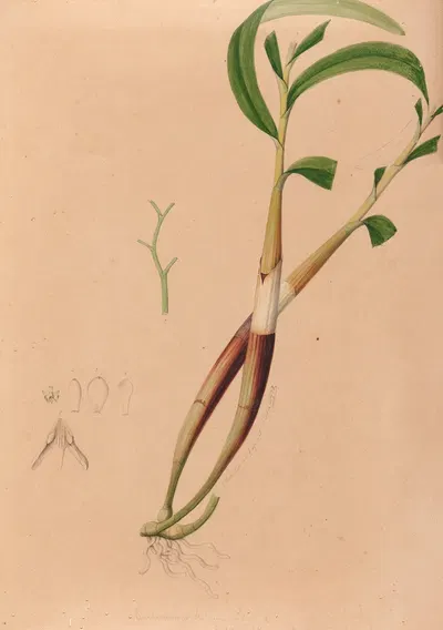 Iconographie des orchidées du Brésil Pl.03 by João Barbosa Rodrigues, 1869-1888 — digital art print download
