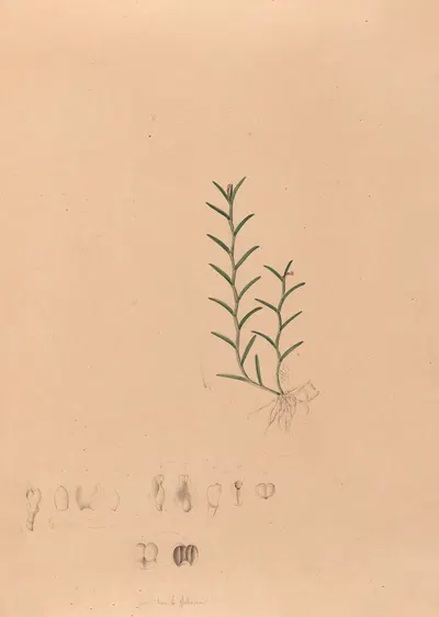 Iconographie des orchidées du Brésil Pl.04 by João Barbosa Rodrigues, 1869-1888 — digital art print download