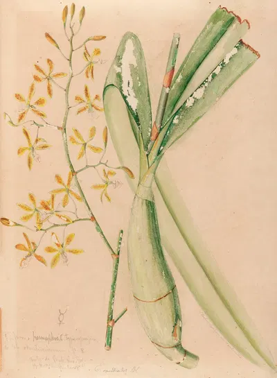 Iconographie des orchidées du Brésil Pl.05 by João Barbosa Rodrigues, 1869-1888 — digital art print download