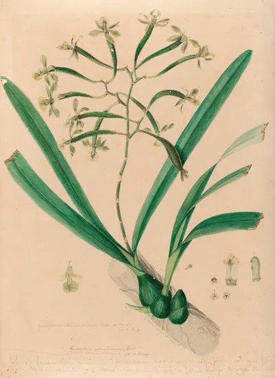 Iconographie des orchidées du Brésil Pl.06 by João Barbosa Rodrigues, 1869-1888 — digital art print download