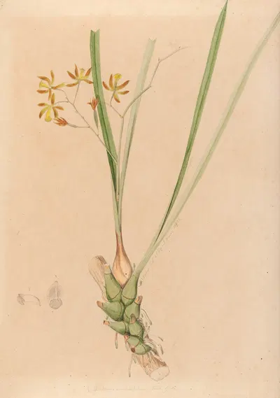 Iconographie des orchidées du Brésil Pl.07 by João Barbosa Rodrigues, 1869-1888 — digital art print download