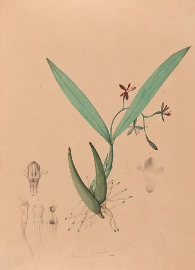Iconographie des orchidées du Brésil Pl.09 by João Barbosa Rodrigues, 1869-1888 — digital art print download