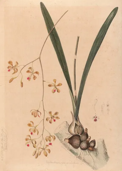 Iconographie des orchidées du Brésil Pl.11 by João Barbosa Rodrigues, 1869-1888 — digital art print download