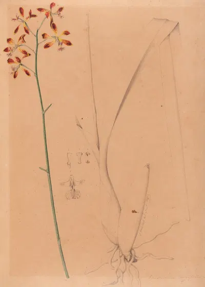 Iconographie des orchidées du Brésil Pl.12 by João Barbosa Rodrigues, 1869-1888 — digital art print download