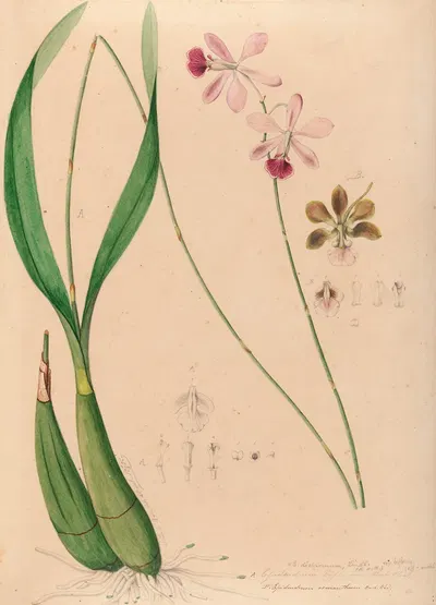 Iconographie des orchidées du Brésil Pl.13 by João Barbosa Rodrigues, 1869-1888 — digital art print download