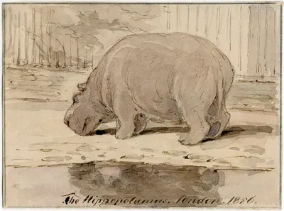 Het nijlpaard in de Engelse dierentuin by Питер ван Лун — digital art print download