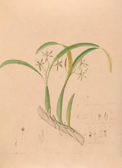 Iconographie des orchidées du Brésil Pl.16 by João Barbosa Rodrigues, 1869-1888 — digital art print download