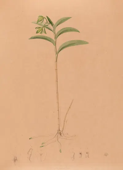 Iconographie des orchidées du Brésil Pl.17 by João Barbosa Rodrigues, 1869-1888 — digital art print download