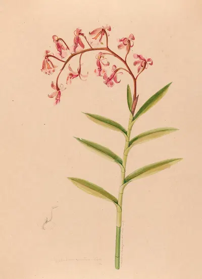 Iconographie des orchidées du Brésil Pl.18 by João Barbosa Rodrigues, 1869-1888 — digital art print download