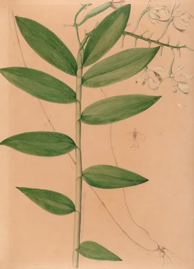 Iconographie des orchidées du Brésil Pl.19 by João Barbosa Rodrigues, 1869-1888 — digital art print download
