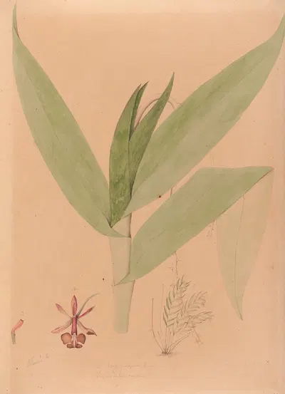 Iconographie des orchidées du Brésil Pl.20 by João Barbosa Rodrigues, 1869-1888 — digital art print download
