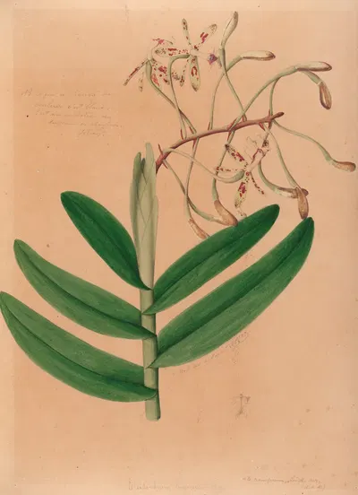 Iconographie des orchidées du Brésil Pl.21 by João Barbosa Rodrigues, 1869-1888 — digital art print download