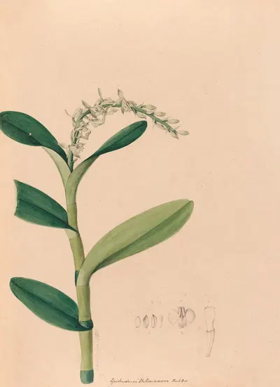 Iconographie des orchidées du Brésil Pl.23 by João Barbosa Rodrigues, 1869-1888 — digital art print download