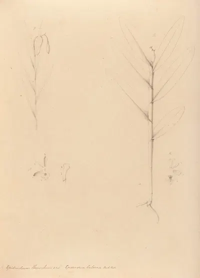Iconographie des orchidées du Brésil Pl.24 by João Barbosa Rodrigues, 1869-1888 — digital art print download