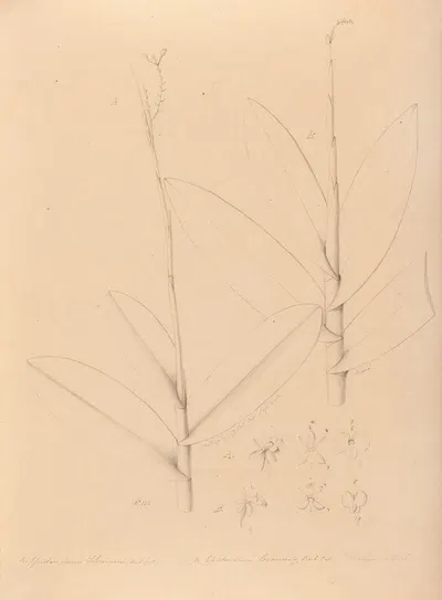 Iconographie des orchidées du Brésil Pl.25 by João Barbosa Rodrigues, 1869-1888 — digital art print download