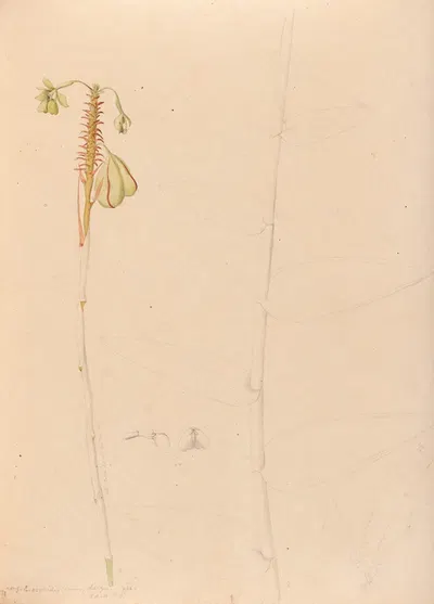 Iconographie des orchidées du Brésil Pl.26 by João Barbosa Rodrigues, 1869-1888 — digital art print download