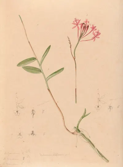 Iconographie des orchidées du Brésil Pl.28 by João Barbosa Rodrigues, 1869-1888 — digital art print download
