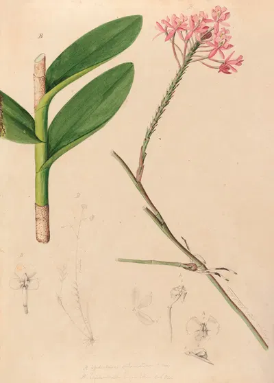 Iconographie des orchidées du Brésil Pl.29 by João Barbosa Rodrigues, 1869-1888 — digital art print download