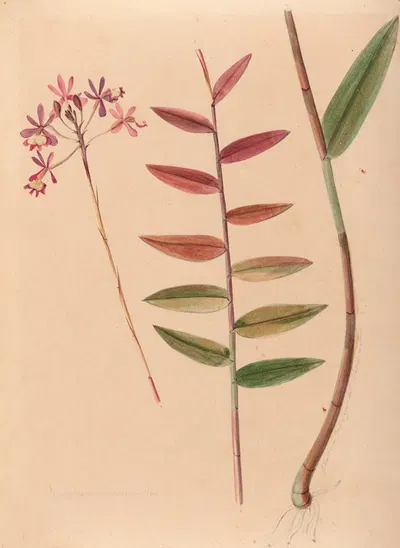Iconographie des orchidées du Brésil Pl.30 by João Barbosa Rodrigues, 1869-1888 — digital art print download