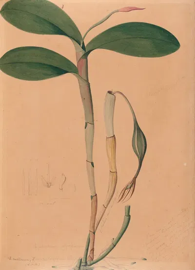 Iconographie des orchidées du Brésil Pl.31 by João Barbosa Rodrigues, 1869-1888 — digital art print download