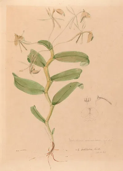 Iconographie des orchidées du Brésil Pl.33 by João Barbosa Rodrigues, 1869-1888 — digital art print download