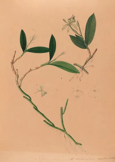 Iconographie des orchidées du Brésil Pl.34 by João Barbosa Rodrigues, 1869-1888 — digital art print download