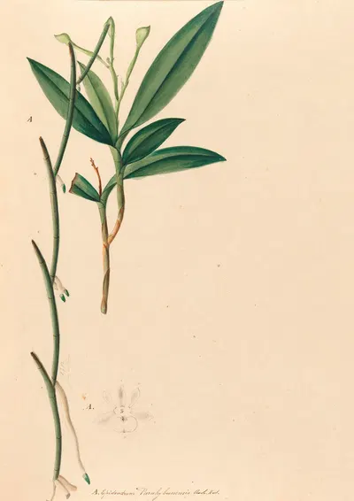 Iconographie des orchidées du Brésil Pl.35 by João Barbosa Rodrigues, 1869-1888 — digital art print download