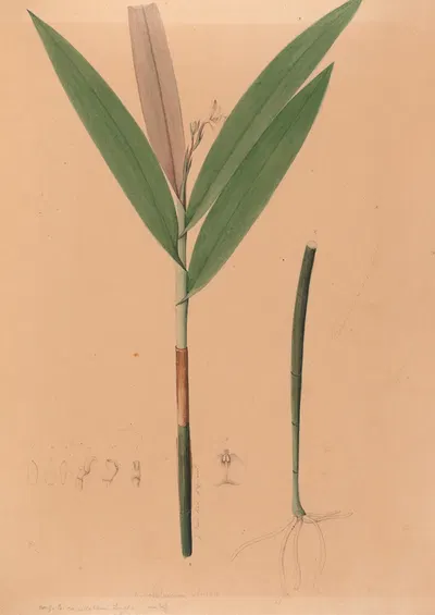Iconographie des orchidées du Brésil Pl.37 by João Barbosa Rodrigues, 1869-1888 — digital art print download