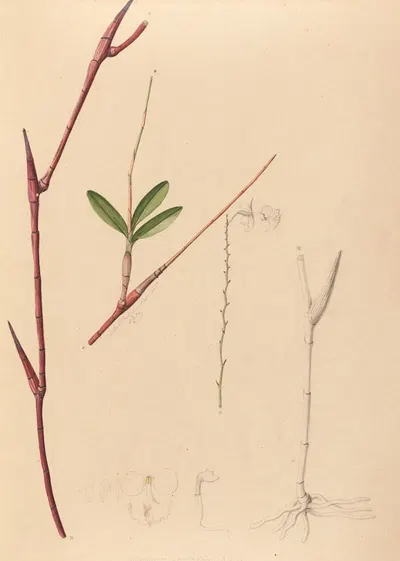 Iconographie des orchidées du Brésil Pl.39 by João Barbosa Rodrigues, 1869-1888 — digital art print download