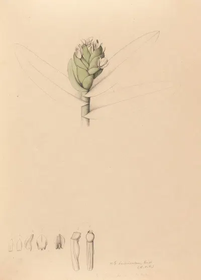 Iconographie des orchidées du Brésil Pl.42 by João Barbosa Rodrigues, 1869-1888 — digital art print download
