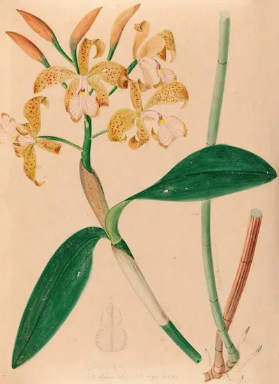 Iconographie des orchidées du Brésil Pl.46 by João Barbosa Rodrigues, 1869-1888 — digital art print download