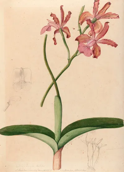 Iconographie des orchidées du Brésil Pl.47 by João Barbosa Rodrigues, 1869-1888 — digital art print download