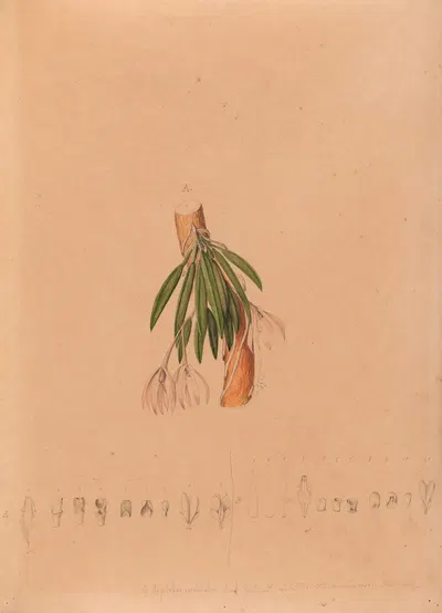 Iconographie des orchidées du Brésil Pl.50 by João Barbosa Rodrigues, 1869-1888 — digital art print download