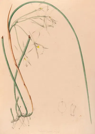 Iconographie des orchidées du Brésil Pl.51 by João Barbosa Rodrigues, 1869-1888 — digital art print download