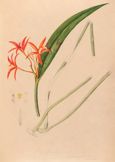 Iconographie des orchidées du Brésil Pl.53 by João Barbosa Rodrigues, 1869-1888 — digital art print download