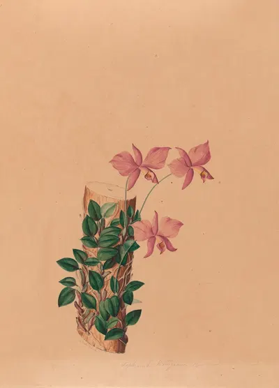Iconographie des orchidées du Brésil Pl.54 by João Barbosa Rodrigues, 1869-1888 — digital art print download