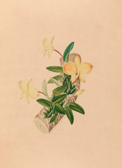 Iconographie des orchidées du Brésil Pl.55 by João Barbosa Rodrigues, 1869-1888 — digital art print download