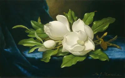 Giant Magnolias on a Blue Velvet Cloth by Martin Johnson Heade, c. 1890 — digital art print download