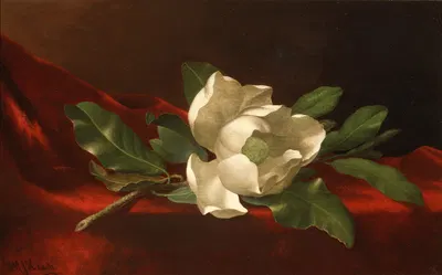 Magnolia by Мартин Джонсон Хид — digital art print download