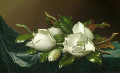 Magnolias on Light Blue Velvet Cloth by Мартин Джонсон Хид, 1885 — digital art print download