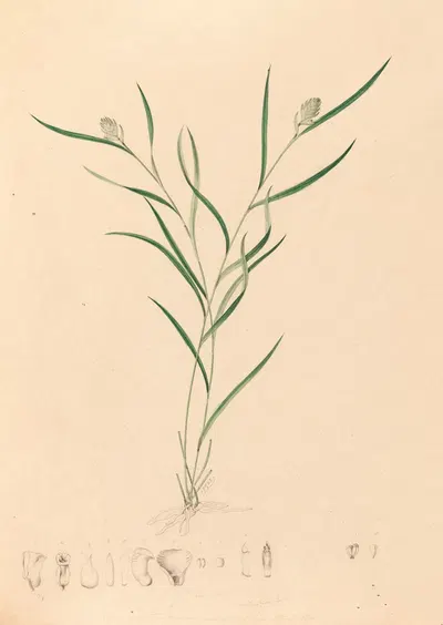 Iconographie des orchidées du Brésil Pl.58 by João Barbosa Rodrigues, 1869-1888 — digital art print download
