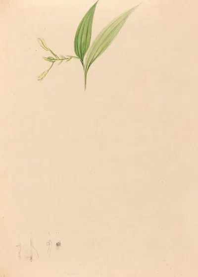 Iconographie des orchidées du Brésil Pl.59 by João Barbosa Rodrigues, 1869-1888 — digital art print download