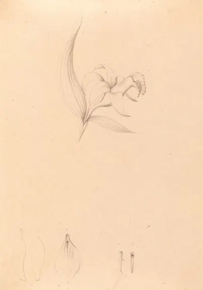 Iconographie des orchidées du Brésil Pl.60 by João Barbosa Rodrigues, 1869-1888 — digital art print download